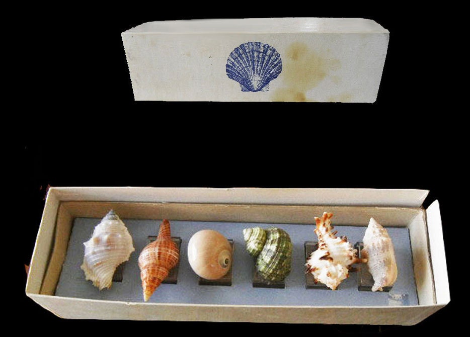 Beautiful Vintage 70s Set of 6 Sea Shell Napkin Ring Holders napkin holders napkin rings sea shells placemat ocean decor