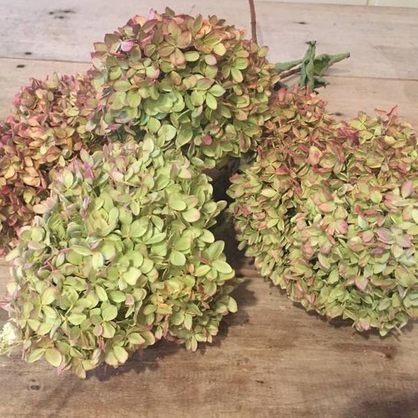 Limelight Hydrangeas  / Dried Hydrangea Bunch / Cottage Home Decor / French Country Style