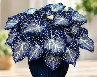 Begonia Rex Cultorum North Star Ornamental Foliage House Plant