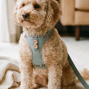 May include: A light blue dog harness with two small wooden buttons on the chest and the name MILO embroidered in dark brown thread. The harness includes a matching light blue lead and is worn by a curly-haired, light brown dog sitting upright.