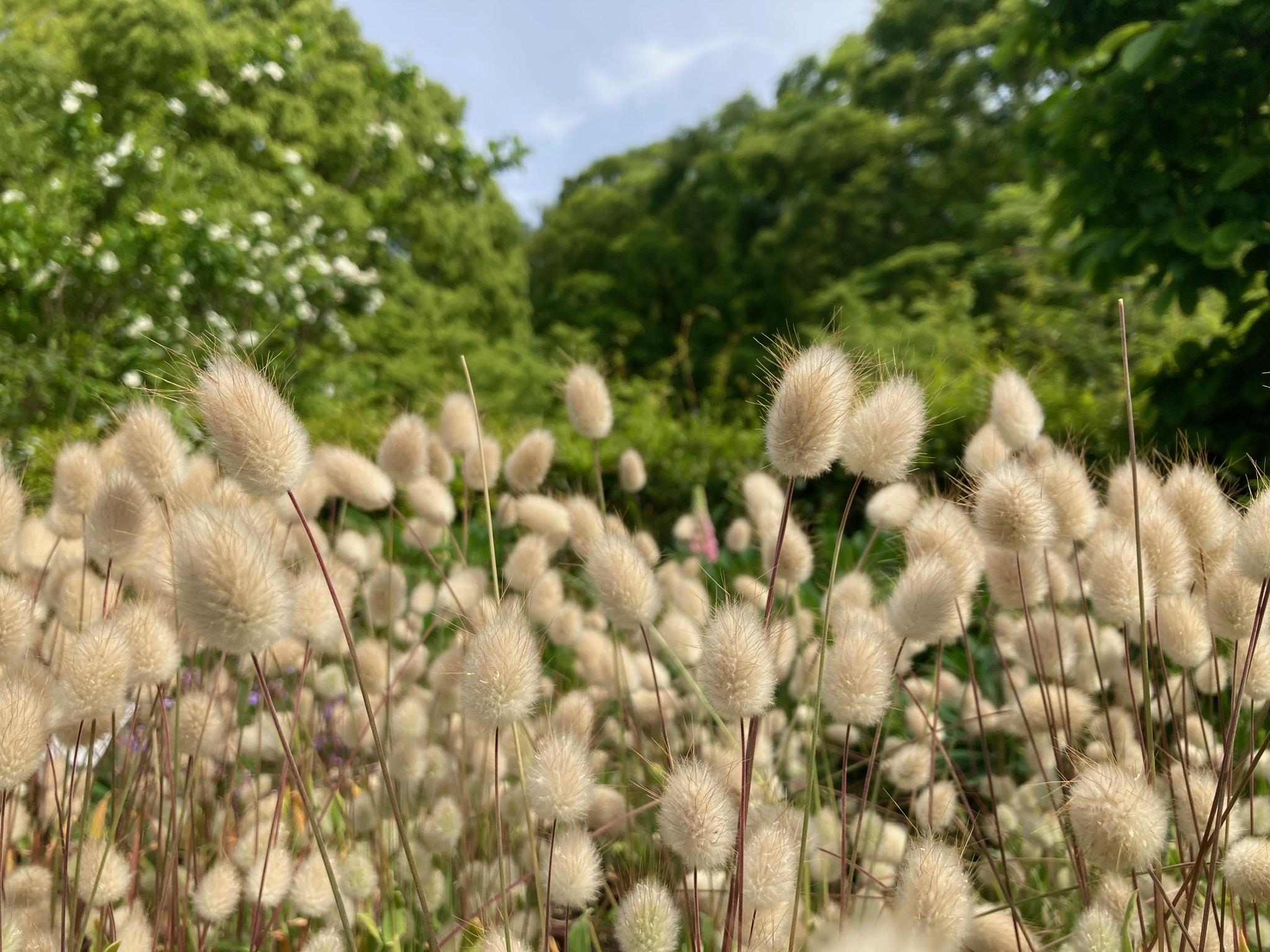 Japanese Forest Grass Seeds - Etsy