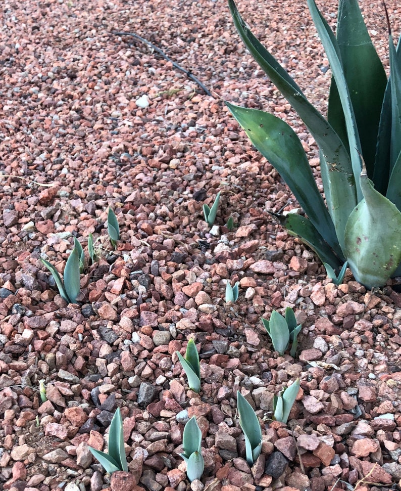 2 Blue Agave Pups Americana Blue Century Plant Bare Root 2 3 Hearty