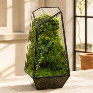 Może przedstawiać: Geometryczne szklane terrarium z czarną metalową ramą, zawierające gęstą kępę żywo zielonego mchu i małą paproć. Obudowa ma wysoki, kanciasty kształt z otwieranym panelem drzwiowym, prezentując bujną, żywą roślinność wewnątrz szklanej konstrukcji.