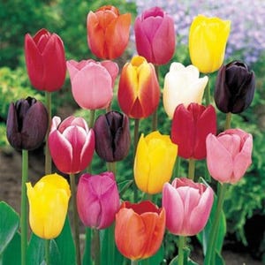May include: A collection of vibrant tulips in various colors including red, orange, yellow, pink, white, and deep purple. Each flower features a distinct cup-shaped bloom atop a slender green stem, showcasing a diverse array of floral hues.