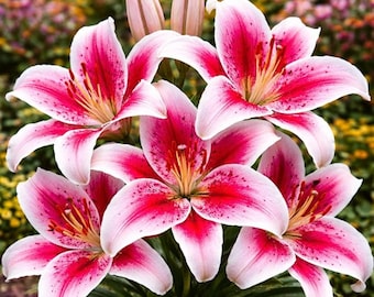 Stargazer Lily Bulbs | Fragrant Pink White Oriental Lily Flowers