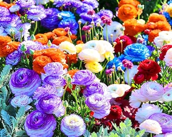 3 Ranunculus Bulbs | Hardy Buttercup Flower Corms