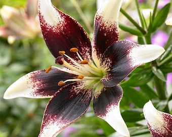 Netty's Pride Asiatic Lily Bulbs | 10 Spring Planting Bulbs
