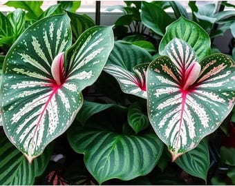 Bulbos de Caladium Constelación / 6 bulbos tropicales de fantasía