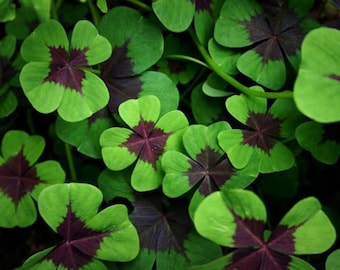 Bulbi di trifoglio a croce di ferro / Oxalis a quattro foglie / 10 bulbi da piantare