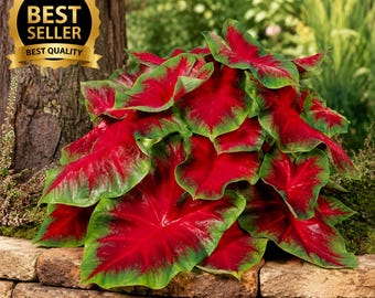 Florida Cardinal Caladium Bulbs | 5 Fancy Leaf Bulbs