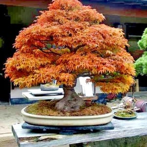 20 graines d’érable Trident, Acer buergerianum Bonsai, plante rustique de couleur d’automne
