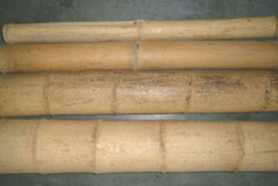 LARGE Diameter Bamboo Poles 5 Foot Tall Choice of 4 5 or 6 Diameter 
