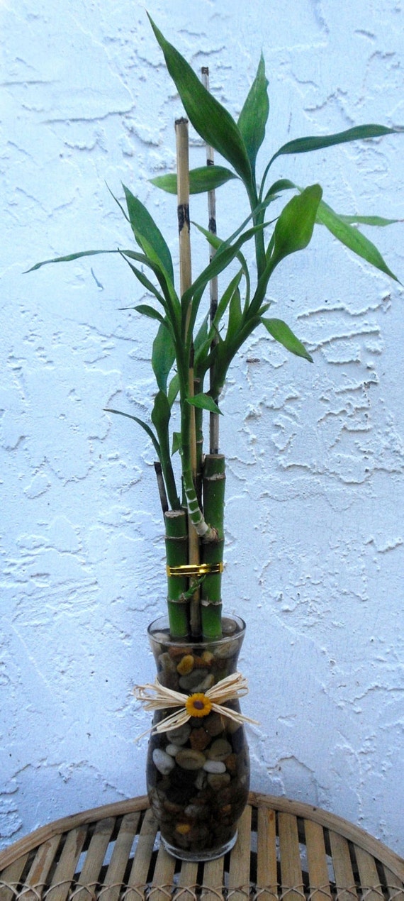 Lucky Bamboo 3 Stem Glass Vase With Bamboo Sticks Raffia And Etsy