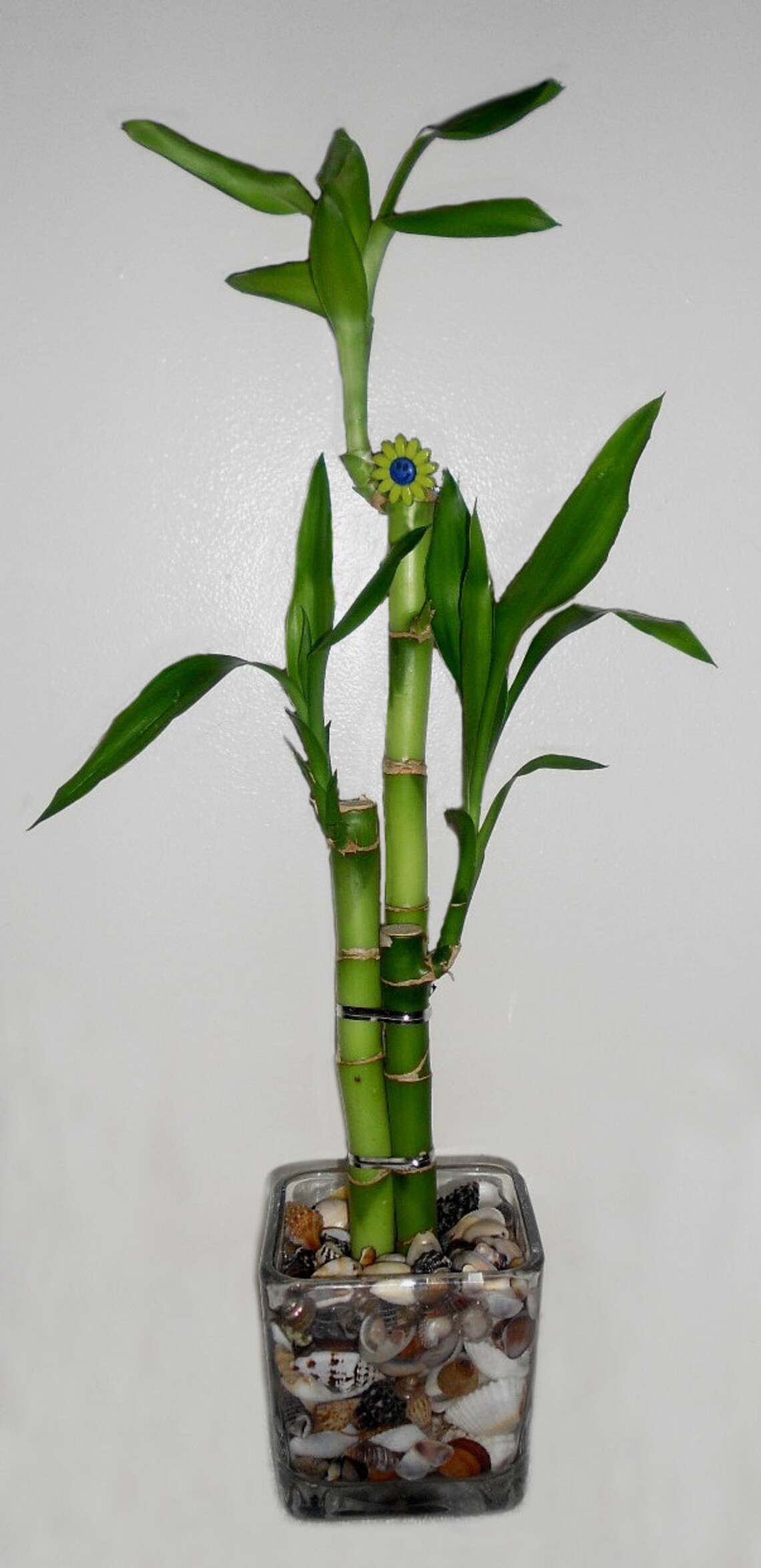 Lucky Bamboo3 Stalk Arrangement in Glass Vase w/Sea Shells Etsy