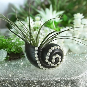 May include: A black seashell planter with a pearl trim, holding a green air plant. The planter is sitting on a sparkly silver surface.