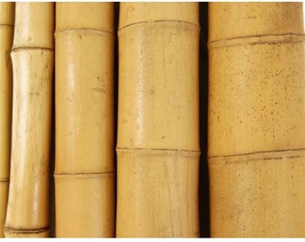 LARGE Diameter Bamboo Poles- 5 Foot Tall- Choice of 4&quot; 5&quot; or 6&quot; Diameter