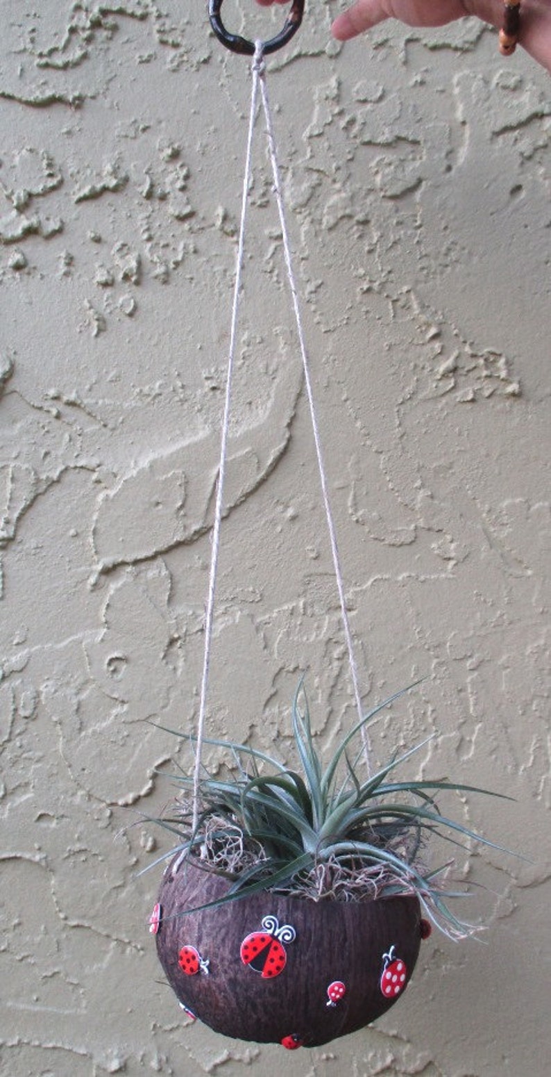 LadyBug Coconut Air Plant Holder with PlantCUTE Etsy LadyBug Coconut Air Plant Holder with PlantCUTE Etsy