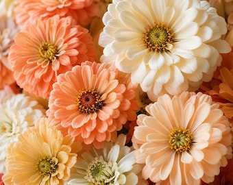 Salmon Peach White Zinnia Seeds, Soft Pastel Flower Mix for Cut Flower Garden