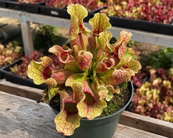 Sarracenia Purpurea – Purple Pitcher Plant, Live Carnivorous Plant (ALL plants require you to purchase any 2 plants)