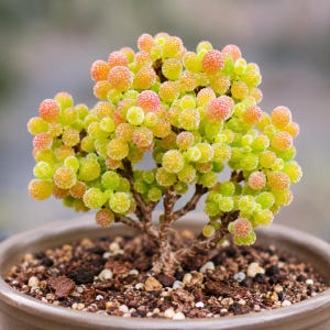 May include: A small succulent plant with rounded, textured leaves in shades of lime green and soft pink, growing on thin brown woody stems. The plant is potted in a round, neutral-coloured container filled with dark, coarse, granular potting soil.