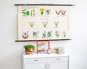 Rustic botanical print, educational poster, school pull down chart, West German poster print, school map lime tree, wall chart lime tree