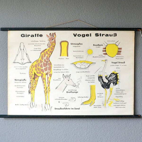 Giraffe print, Giraffe poster, nursery print, nursery poster, school poster, vintage school chart, roll down chart giraffe, ostrich