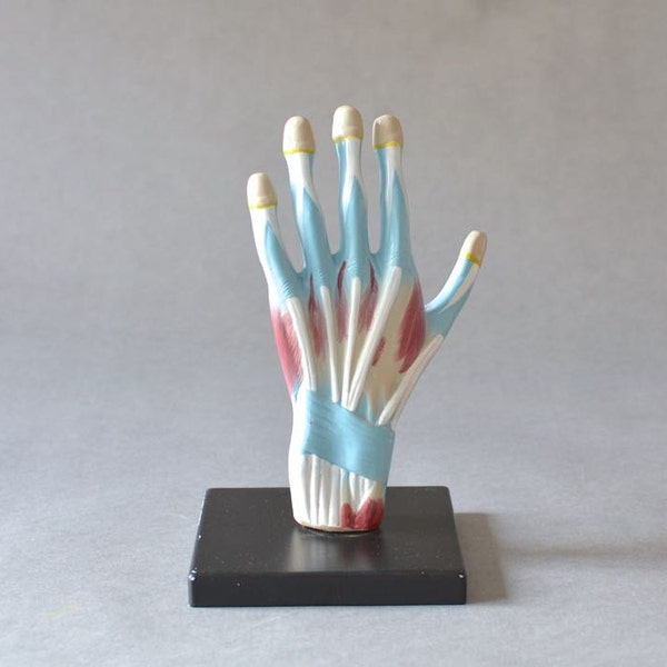 Vintage anatomical hand model, West German teaching material, 60s anatomy model, anatomic Hand, anatomic model, teaching material hand