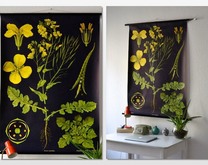 Vintage School Pull Down Chart Map Botanical Canola Flower - Etsy