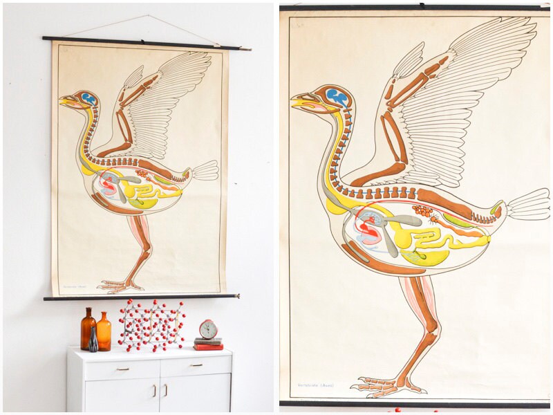 Roll Down Poster Living Room Wall Decor Educational Posters Etsy