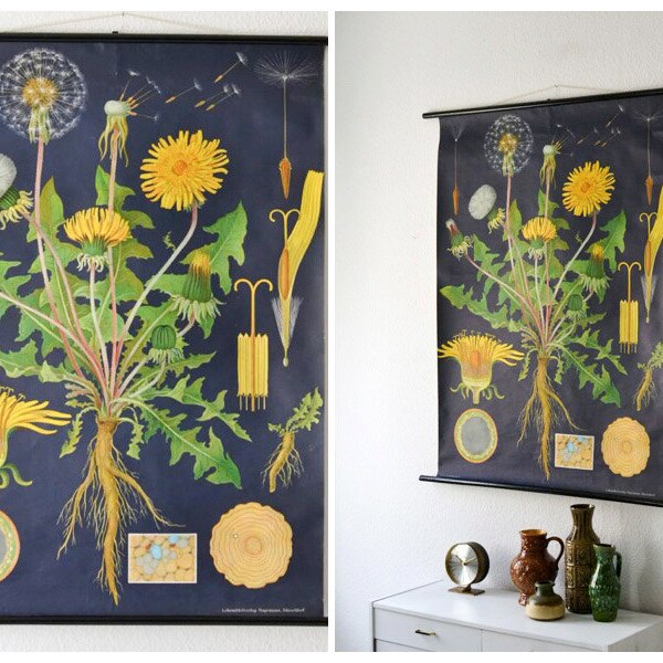 Vintage botanical pull down chart school chart map Jung Koch Quentell dandelion flower West German biology print