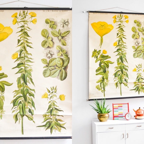 Primrose antique botanical, pull down chart, educational print, school poster primrose Ref: 103