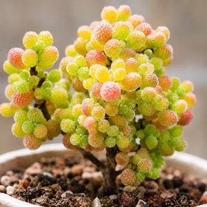 May include: A small succulent plant with clusters of round, textured leaves in shades of lime green, yellow, and soft pink. The plant is covered in tiny water droplets and is potted in a round container filled with dark, coarse soil and pebbles.