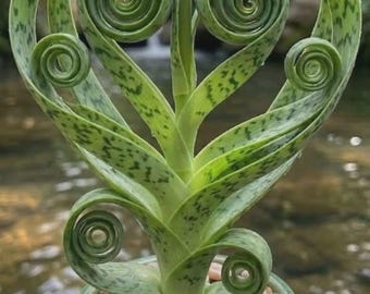 Seltene Spiral-Sansevieria | Lebende exotische Zimmerpflanze | Luftreinigende Pflanze – Geschenkidee