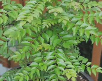 Live Curry Leaf Plant (Murraya Koenigii) | Fresh Culinary Herb for Gardens