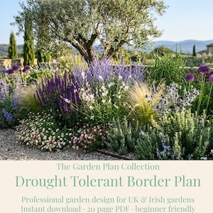Könnte beinhalten: Eine Gartenlandschaft mit violetten, blauen und weißen Blumen, Ziergräsern und einem Olivenbaum. Der Text lautet: The Garden Plan Collection, Drought Tolerant Border Plan, Professional garden design for UK & Irish gardens, Instant download, 20 page PDF, beginner friendly.