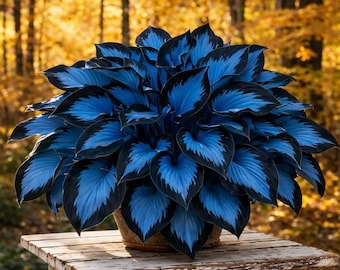 May include: A dense, rounded plant with heart-shaped leaves featuring vibrant blue centers and dark navy blue edges. The plant is potted in a simple, neutral-toned container, showcasing a symmetrical arrangement of foliage with distinct veining.