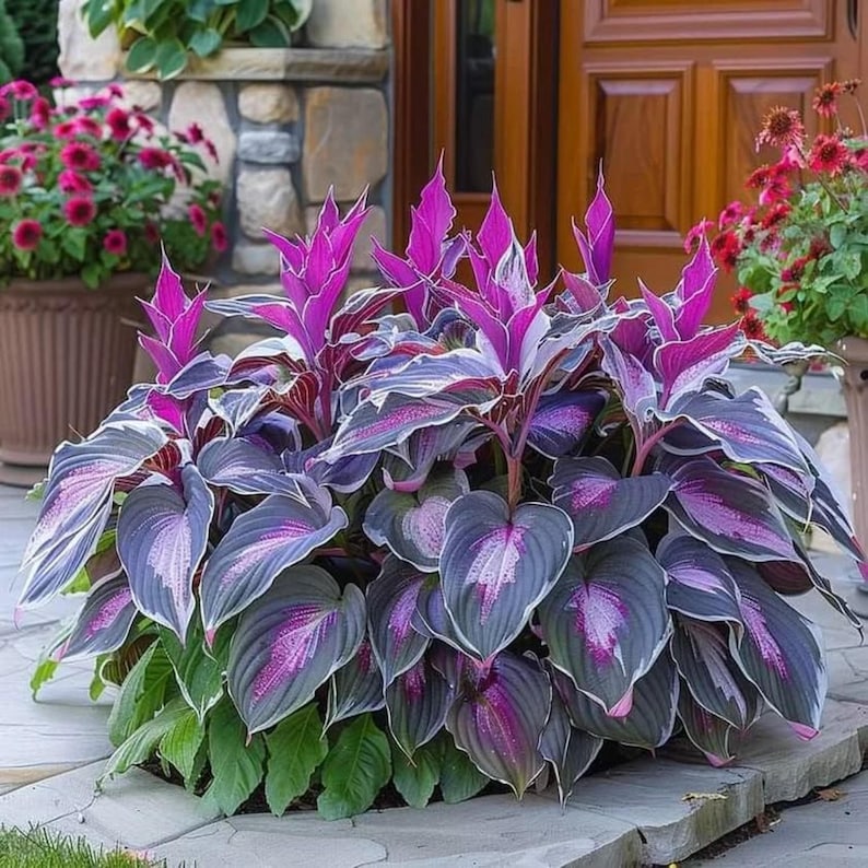 May include: A vibrant plant featuring broad, heart-shaped leaves with deep purple and dark grey tones, accented by bright magenta centers and white edges. The plant grows in an upright, bushy cluster with pointed, upward-reaching foliage.