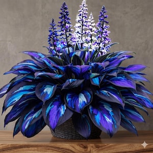 May include: A decorative plant arrangement featuring broad, heart-shaped leaves in deep shades of purple, blue, and teal. Several tall, slender flower spikes in vibrant violet and white extend upward from the center of the dense foliage.
