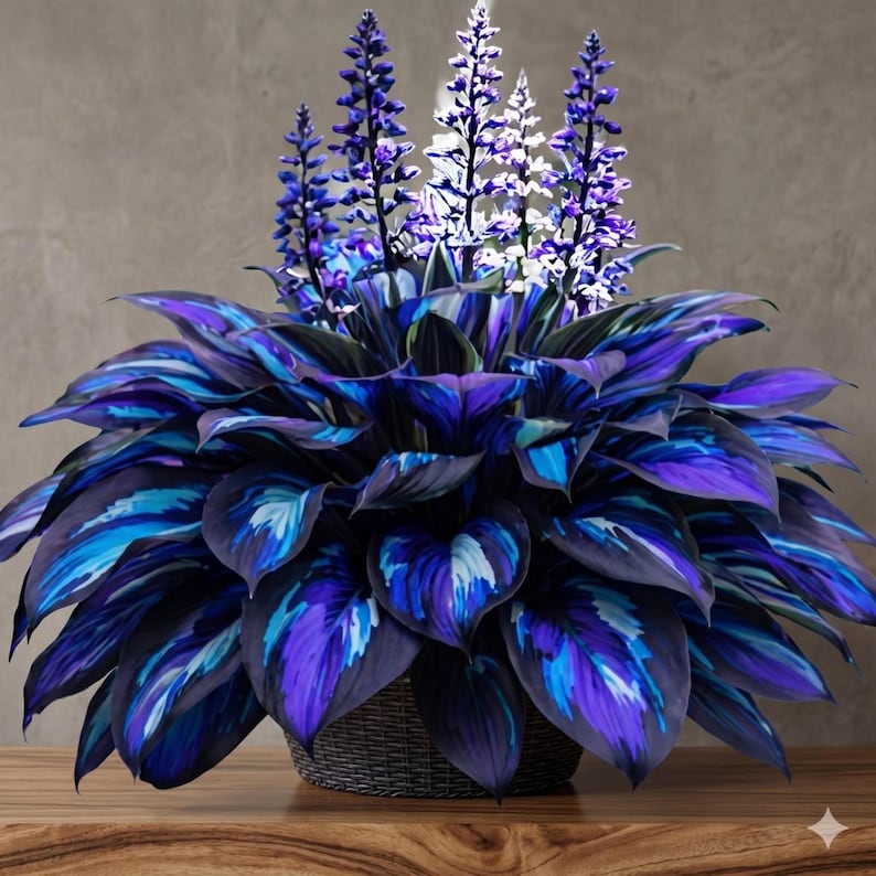 May include: A decorative plant arrangement featuring broad, heart-shaped leaves in deep shades of purple, blue, and teal. Several tall, slender flower spikes in vibrant violet and white extend upward from the center of the dense foliage.