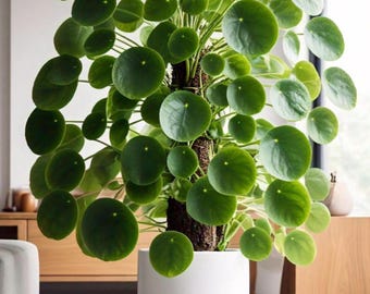 May include: A Pilea peperomioides plant with numerous round, flat, bright green leaves growing from a central textured brown stem. The plant is housed in a smooth, cylindrical white ceramic pot, displaying a dense and symmetrical foliage arrangement.