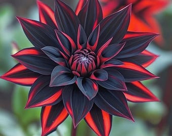 May include: A dahlia flower featuring multiple layers of pointed petals. The petals are primarily deep black with vibrant red streaks running along the edges and centers, radiating outward from a tightly coiled, dark center bud.