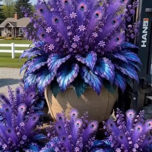 May include: A large central planter and three smaller matching planters, each filled with vibrant purple peacock feathers, small purple flowers, and broad, iridescent blue and purple leaves. The arrangements are displayed outdoors.