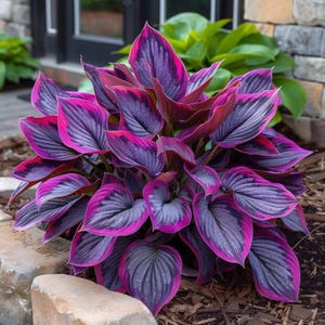 May include: A vibrant hosta plant featuring heart-shaped leaves with deep purple-gray centers and distinct, bright magenta-pink margins. The foliage is densely clustered, displaying a prominent ribbed texture and a symmetrical, rounded growth habit.