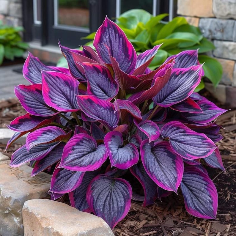 May include: A vibrant hosta plant featuring heart-shaped leaves with deep purple-gray centers and distinct, bright magenta-pink margins. The foliage is densely clustered, displaying a prominent ribbed texture and a symmetrical, rounded growth habit.