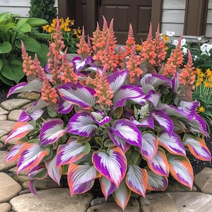 May include: A vibrant plant featuring heart-shaped leaves with white centers, purple margins, and orange edges. Tall, slender, peach-colored flower spikes rise vertically from the center of the foliage, creating a dense, multi-colored cluster.