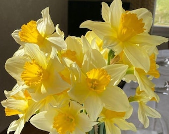 Yellow Daffodil Bulbs | Spring Blooming Perennial Narcissus Flowers