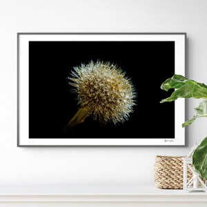 Peut inclure: Une impression murale rectangulaire représentant un gros plan d'une tête de pissenlit couverte de gouttelettes d'eau sur un fond noir uni. L'impression est encadrée par un cadre gris foncé fin et présente une petite signature en bas à droite.
