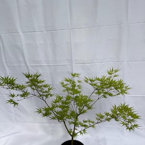 May include: A Japanese maple tree with vibrant, light green, palmate leaves and thin, dark branches. The tree is planted in a simple black plastic nursery pot, showcasing a delicate, spreading structure with multiple stems extending outward.