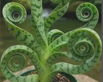 Sansevieria espiral rara / Suculenta rizada única / Planta de interior viva / Decoración de bajo mantenimiento