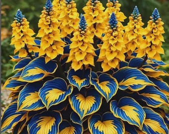 Planta de hosta azul dorado rara / Flor perenne de jardín con follaje variegado
